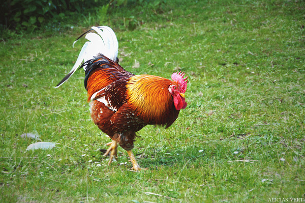 aliciasivert alicia sivertsson skansen skånegården tupp rooster chanticleer cock bird höns höna hen