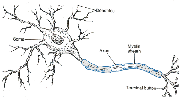 http://edijoeyh.files.wordpress.com/2008/10/tetanus-neuron1.gif