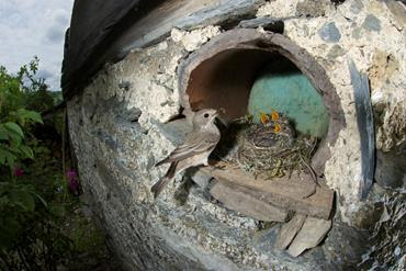 Spotted flycatcher by Richard Bowler, nest
