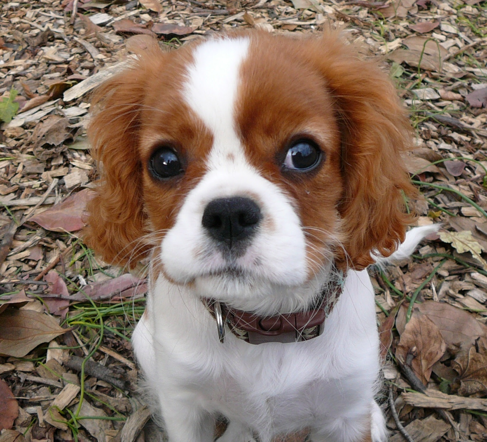 DOGS DAY BREED Cavalier King Charles Spaniel DOGS DAY