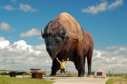 World's Largest Buffalo