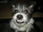 BaileyPic