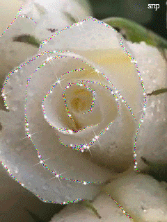 Белая роза в капельках росы