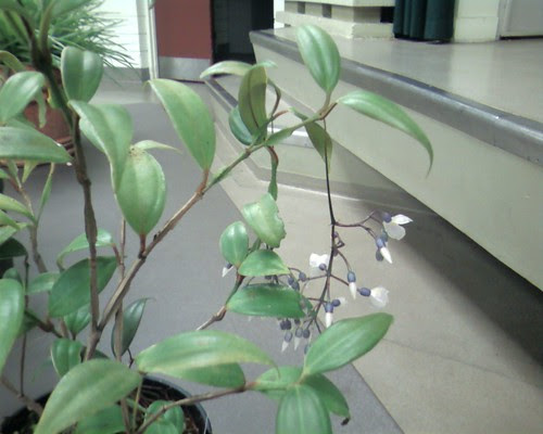 Medinilla alata from my camera phone