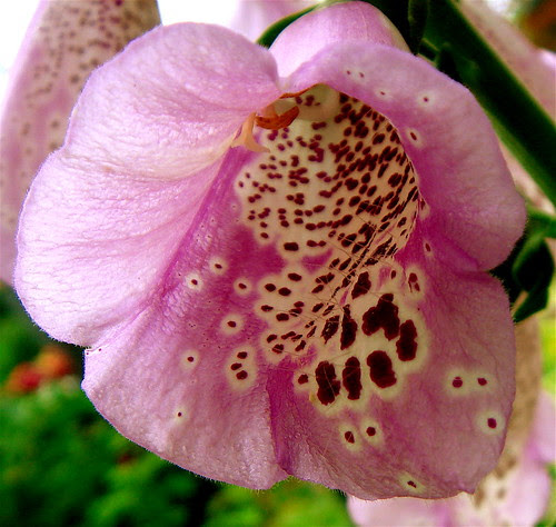 The freckled inside of a pink flower