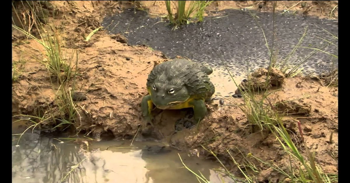 Bullfrog Dad Protects His Tadpoles ~ Game Wave FR