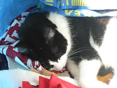 Mosen in BT bag