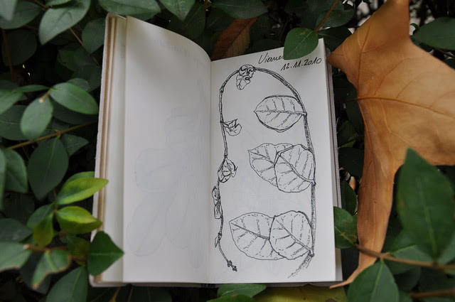 Drawings of autumn.