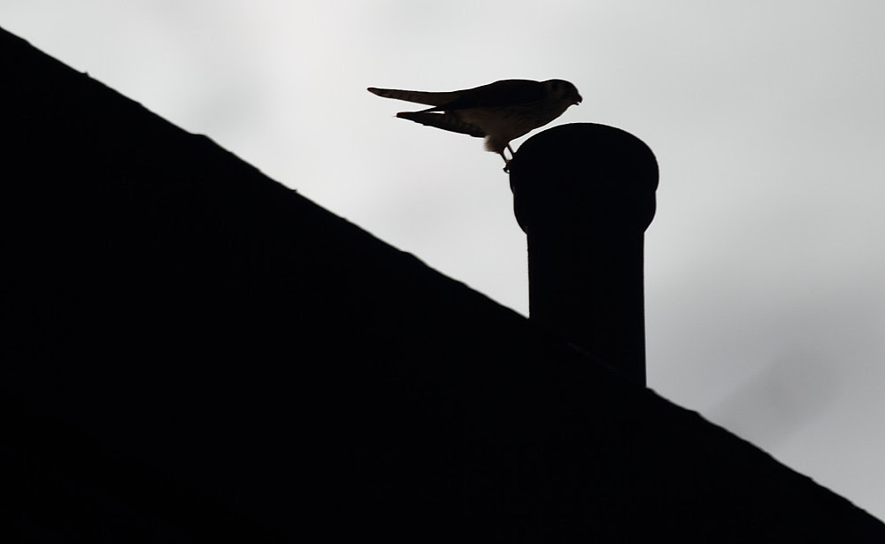 Kestrel Contrast