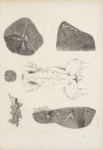 Of the Mammary Gland in the Rabbit (Cooper, 1840)