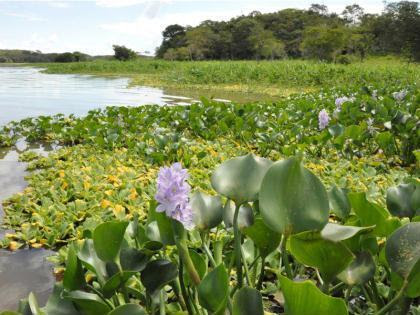 Pantanal. Foto: MCT
