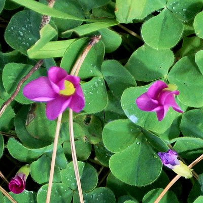 20060225-vs-8429 Trevo-vermelho - Oxalis purpurea