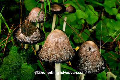 September Mushrooms, Eau Claire County, Wisconsin