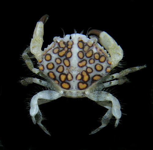Cycloxanthops vittatus, Panama