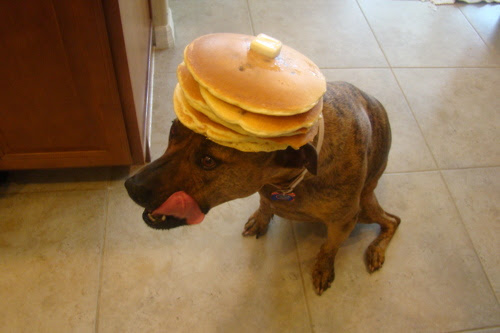 17 Dogs Who Flippin' Love Pancakes BarkPost