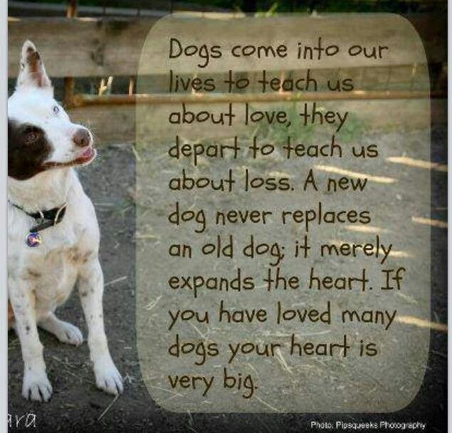 Pets Dying Inspirational Quotes. QuotesGram Pets Dying Inspirational Quotes. QuotesGram