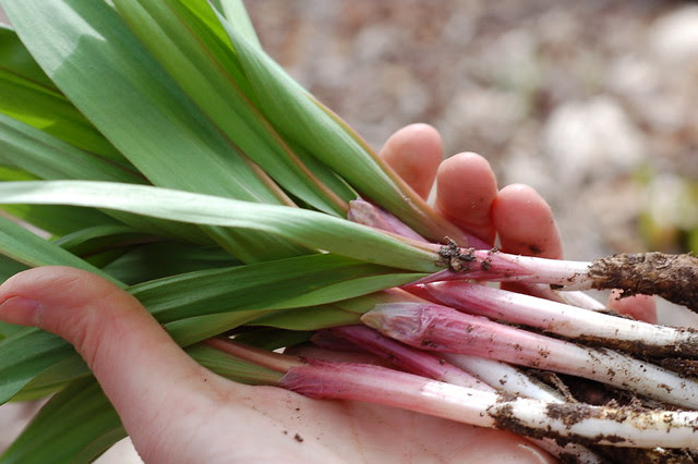 A bunch of wild ramps, fresh from the ground by Eve Fox, Garden of Eating blog
