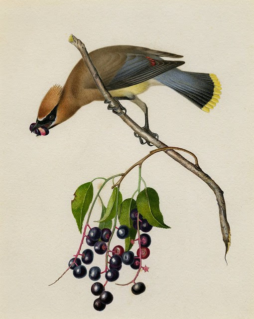 Massachussets ornithology
