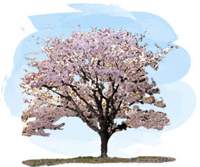 50 素晴らしい木 イラスト 桜の 木 描き 方 ディズニー画像のすべて