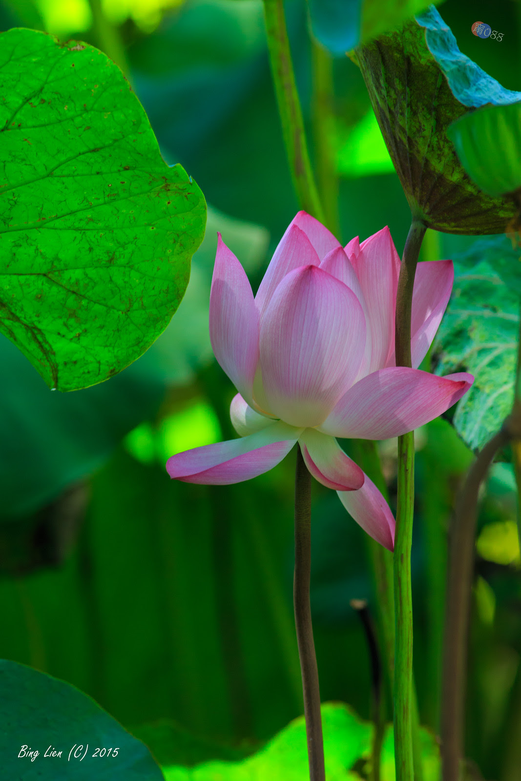 WATER_BING2767_LR