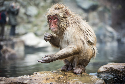 Jigokudani monkey park