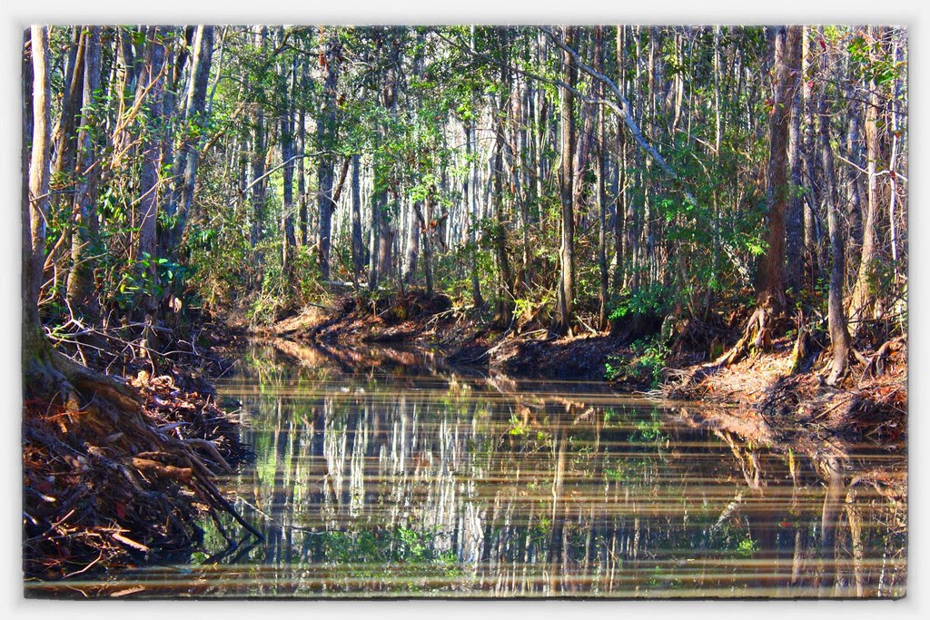 Marsh & Moss Okefenokee Swamp Park