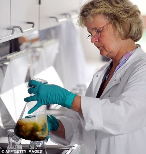 Deadly strain: A scientist at the Consumer Protection and Food Safety office in northern Germany, prepares a sample of tomatoes in order to test if they are infected with the E.coli