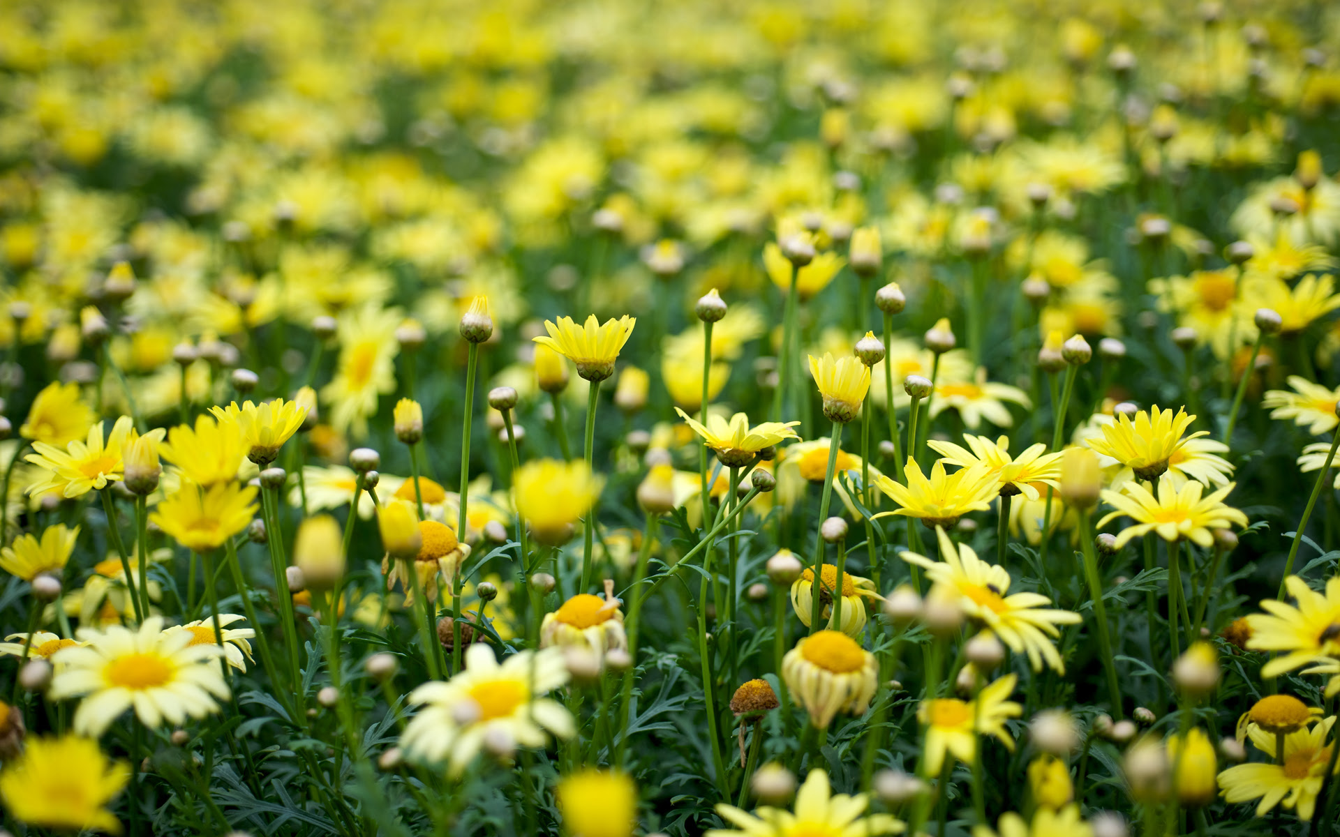 Featured image of post Aesthetic Background Landscape Yellow