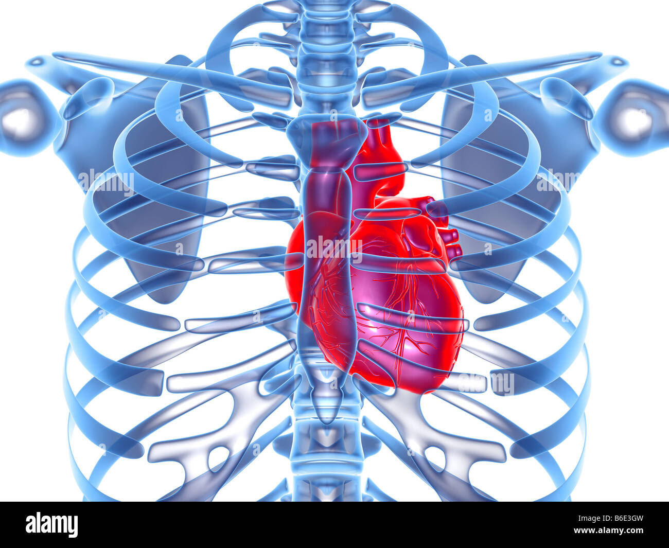 organs-within-ribcage-what-organs-are-located-on-the-left-side-of