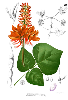 Dadap, Erythrina variegata.Lukisan menurut Blanco.
