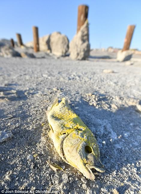 Over the past few decades, millions of fish have died in the lake caused partly when oxygen levels drop in the water during heatwaves. Pictured above is a fish rotting at the former Bombay Beach pier near the Salton Sea