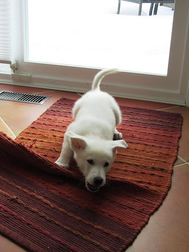Dec.7 - Maggie-14