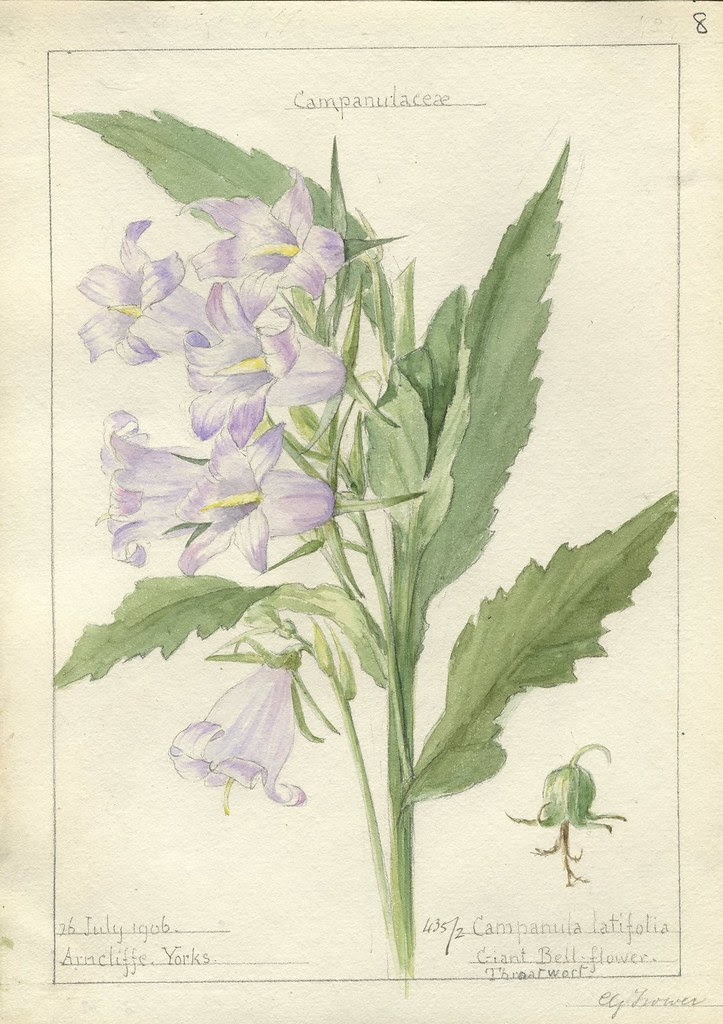 Campanula latifolia, Yorkshire, 1906