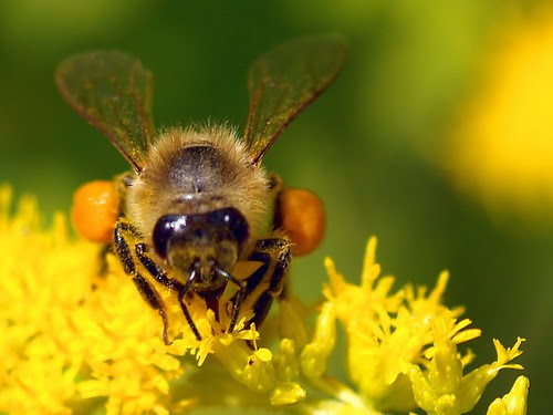 A bee with high pollen load on a goldenrod.