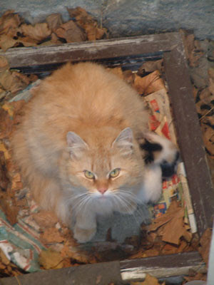 Momma Cat