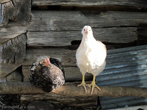 (19-10) Even the youngest batch of chicks is looking all grown up - FarmgirlFare.com