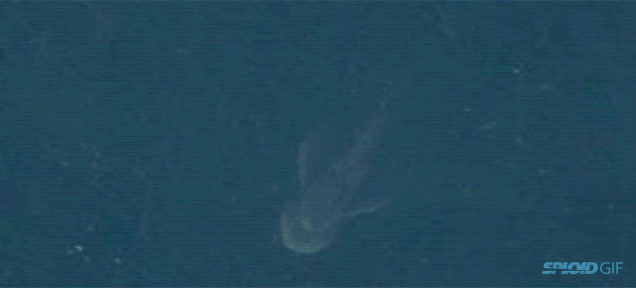 Satellite photo shows giant, monster-like biological shape at Loch Ness