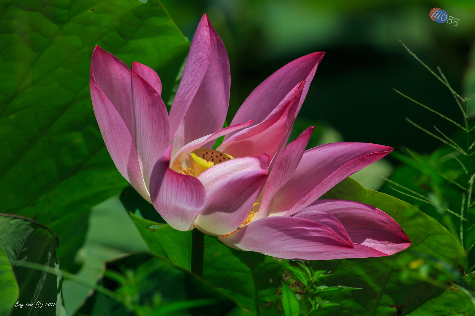 WATER_BING2722_LR