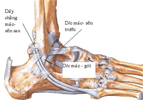 GÃY HAI MẮT CÁ CỔ CHÂN - Bệnh Viện Quân y 7A