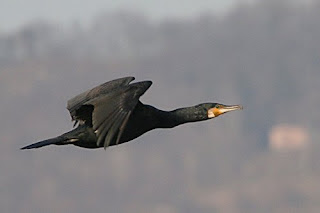 Cormorano adulto in volo