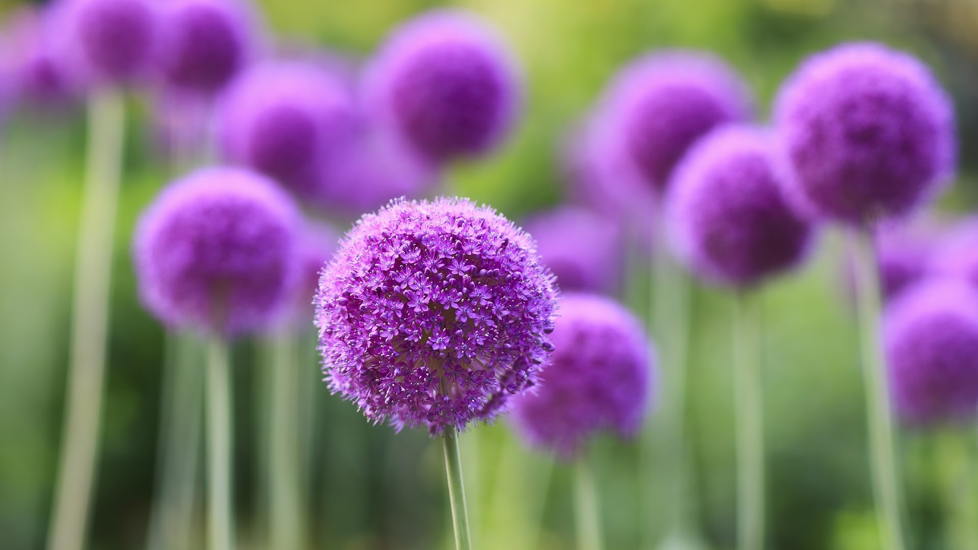 Purple Flowers Wallpapers (76+ images)