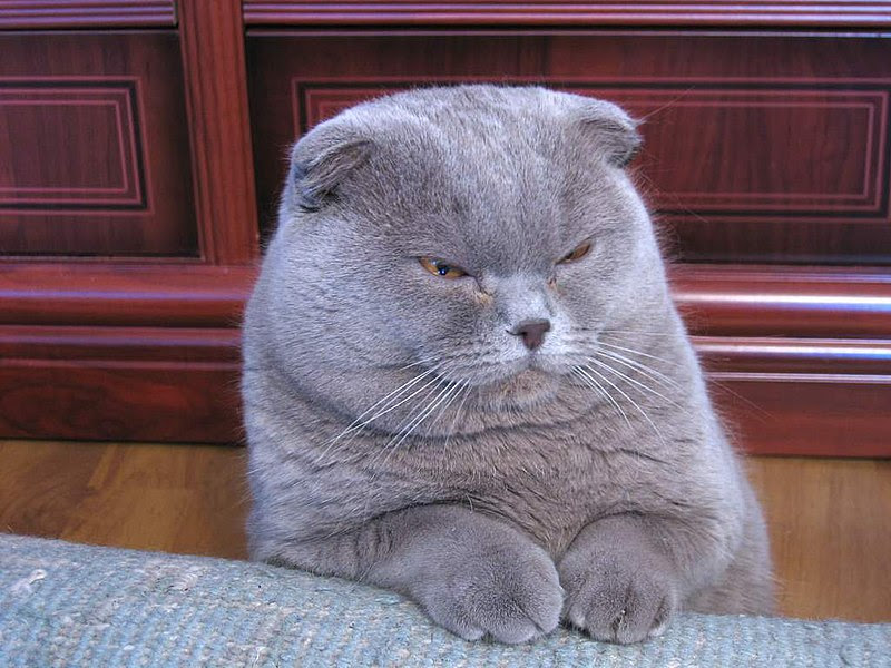 800px-Lilac_Scottish_Fold.jpg