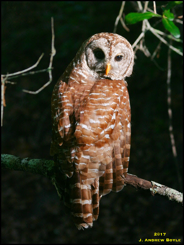 Barred Owl Barred Owl