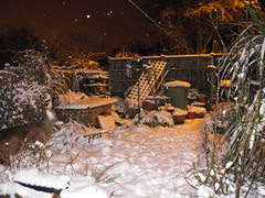 The Back Garden 4