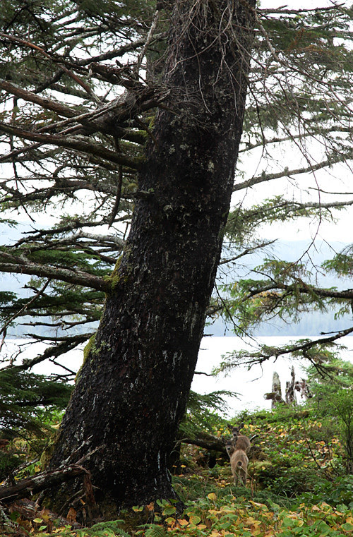 twin fawns under a big tree, Kasaan, Alaska