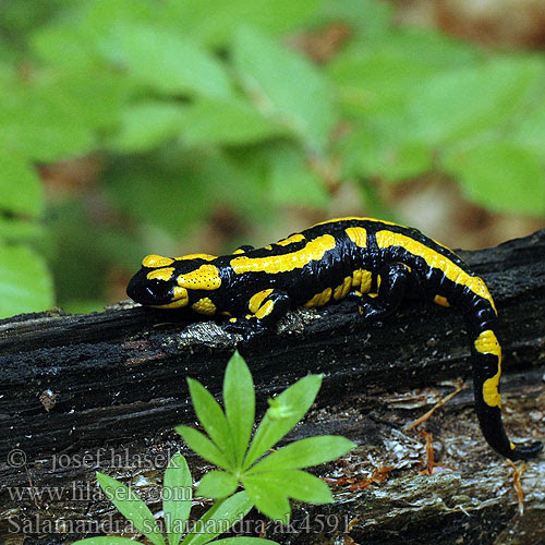 Salamandra salamandra Fire Salamander Ildsalamander Tulisalamanteri Salamandre tachetée Vuursalamander Salamandra pezzata Foltos szalamandra Feuersalamander Salamandra plamista škvrnitá Mlok skvrnitý zemní Salamandra común Eldsalamander Lekeli semender Salamander nair taclà Дъждовник 法國火蠑螈 Daždevnjak ファイアサラマンダー( Огненная саламандра Σαλαμάνδρα Šareni daždevnjak Саламандра плямиста