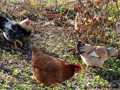 Chickens having lunch on the go - FarmgirlFare.com