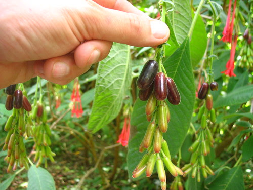 Fuchsia boliviana