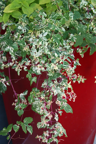 red pot and variegated vine