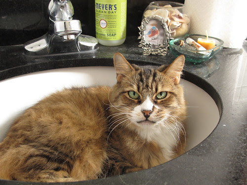 Our Sink Kitty